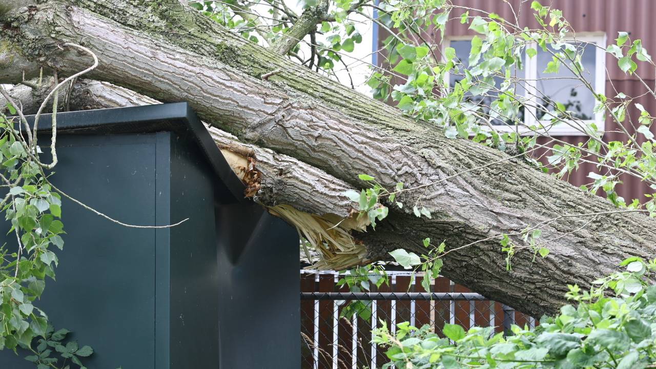 Enexis werd opgeroepen om te bekijken of het stroomhuisje schade heeft opgelopen door de vallende boom in Beugen (foto: SK-Media).