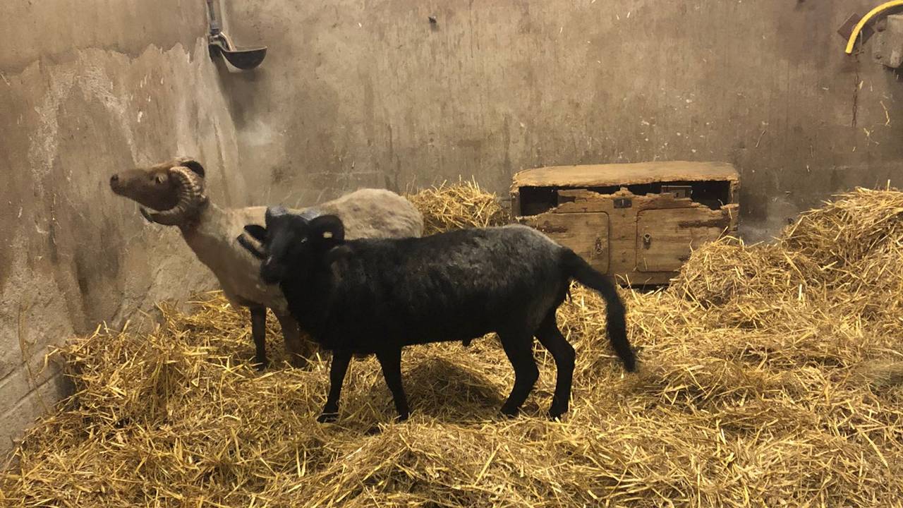 De dieren werden in de tuin van de shoarmazaak gevonden, maar verbleven ook in een schuur (foto: Comité Dierennoodhulp).