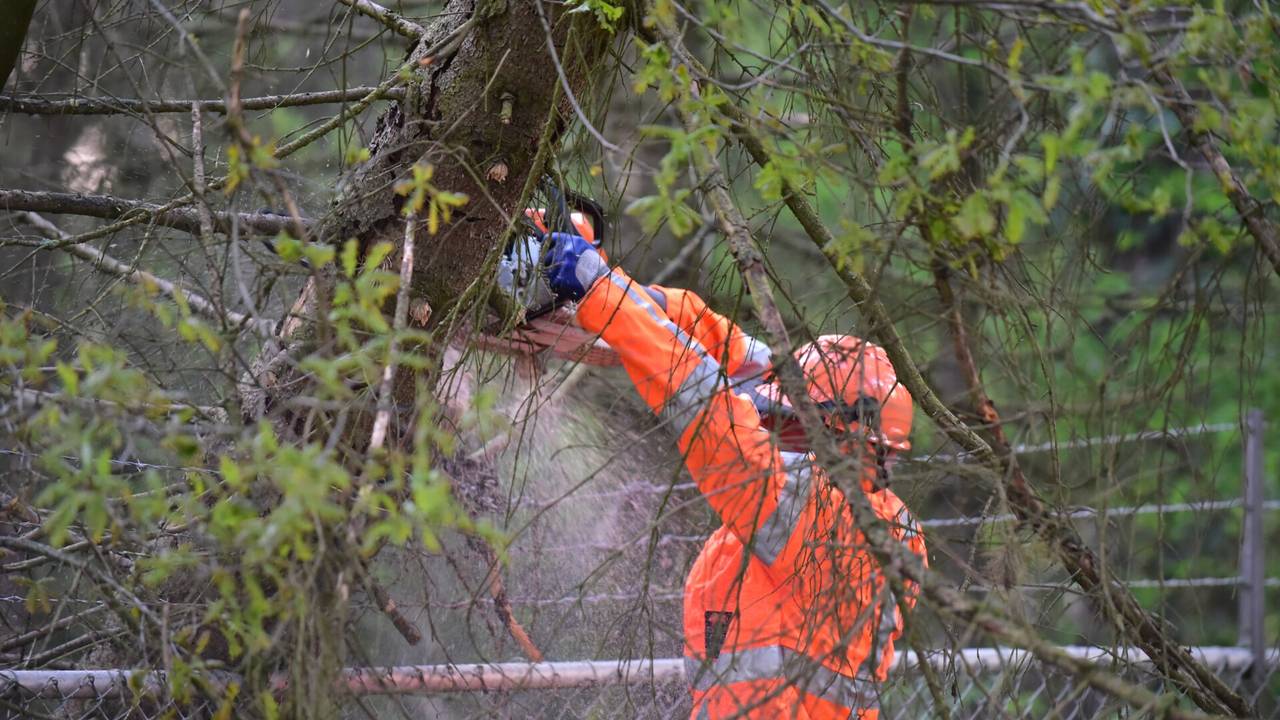 Een kettingzaag maakte een einde aan het gevaar (foto: SQ Vision/Johan Bloemers).