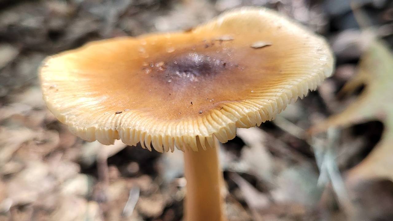 Foto: Shyamen Bollen