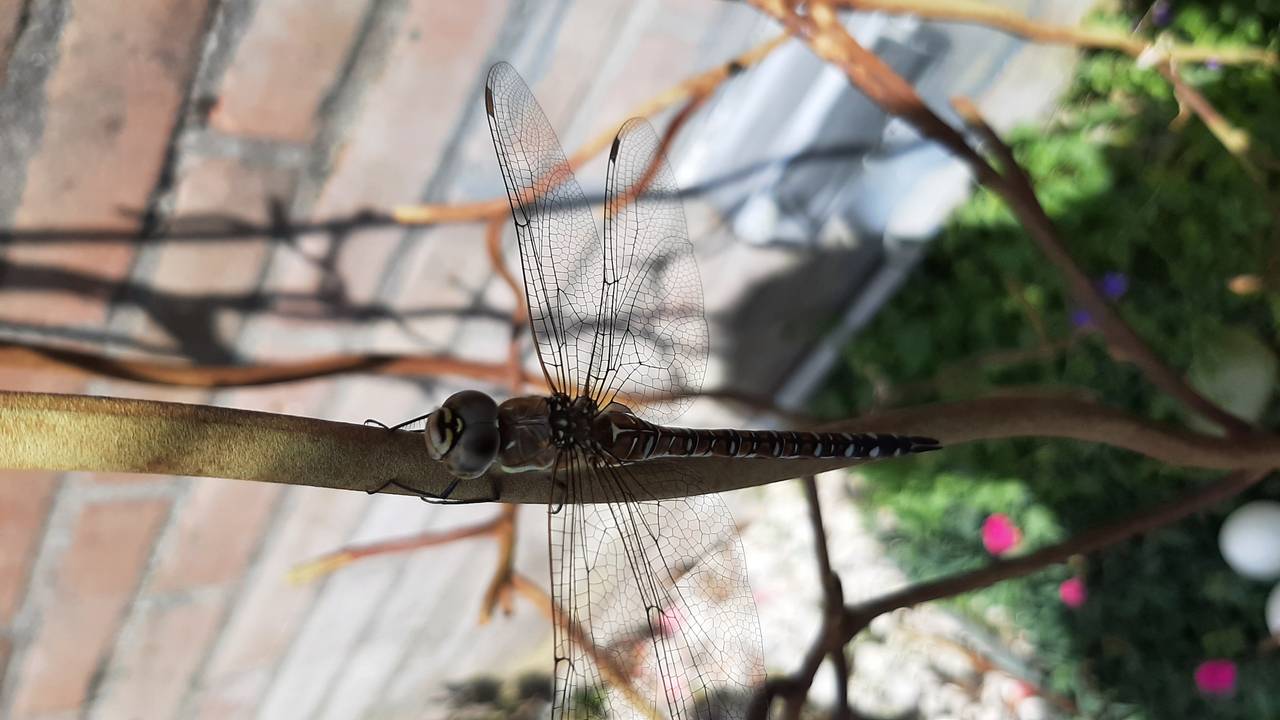 Dit insect landde zomaar in de tuin bij Carel en was daar heerlijk aan het rusten (foto: Carel Brands).