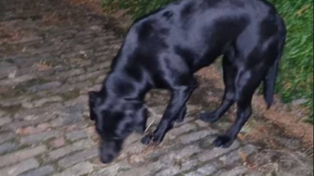 Foto: Instagram politie Boxtel-Vught-Gestel