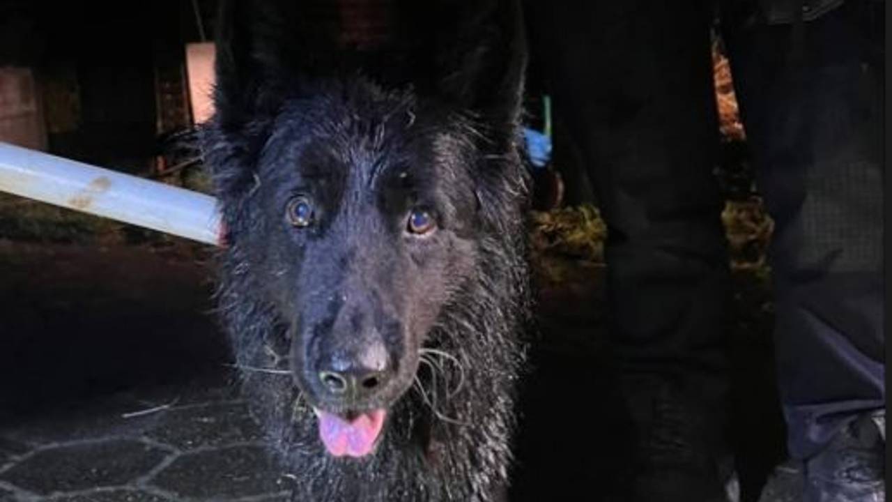 De hond werd gevonden in de buurt van de Burgemeester Bechtweg in Tilburg (foto: Instagram wijkagenten Tilburg-Noord).