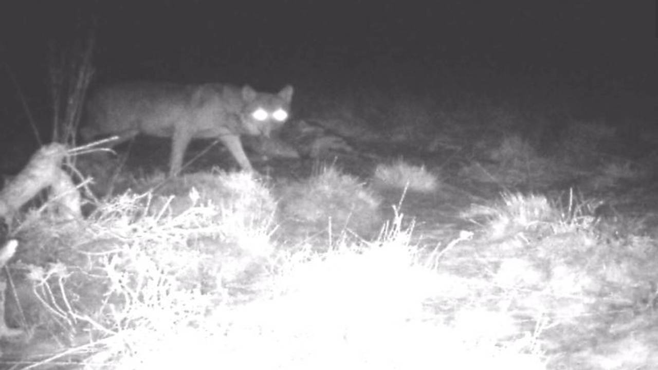 De wolf van de Strabrechtse Heide (foto: NOS)