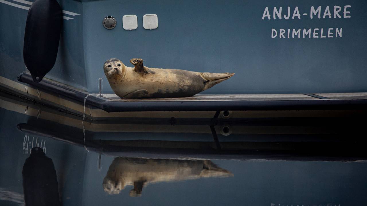 De zeehond lag rustig op de achterkant van een boot (foto: Marcel Raafs).