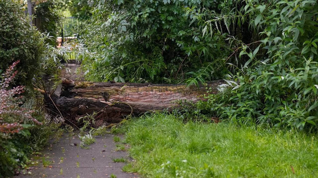 De omgevallen boom (foto: Harrie Grijseels/SQ Vision).