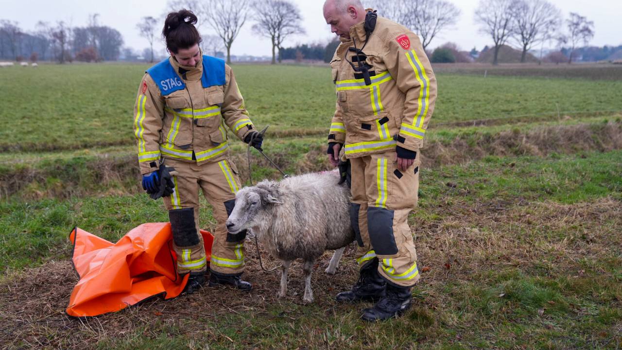 De brandweer redde het schaap uit de sloot aan de Schans in Neerkant (foto: Harrie Grijseels/SQ Vision).