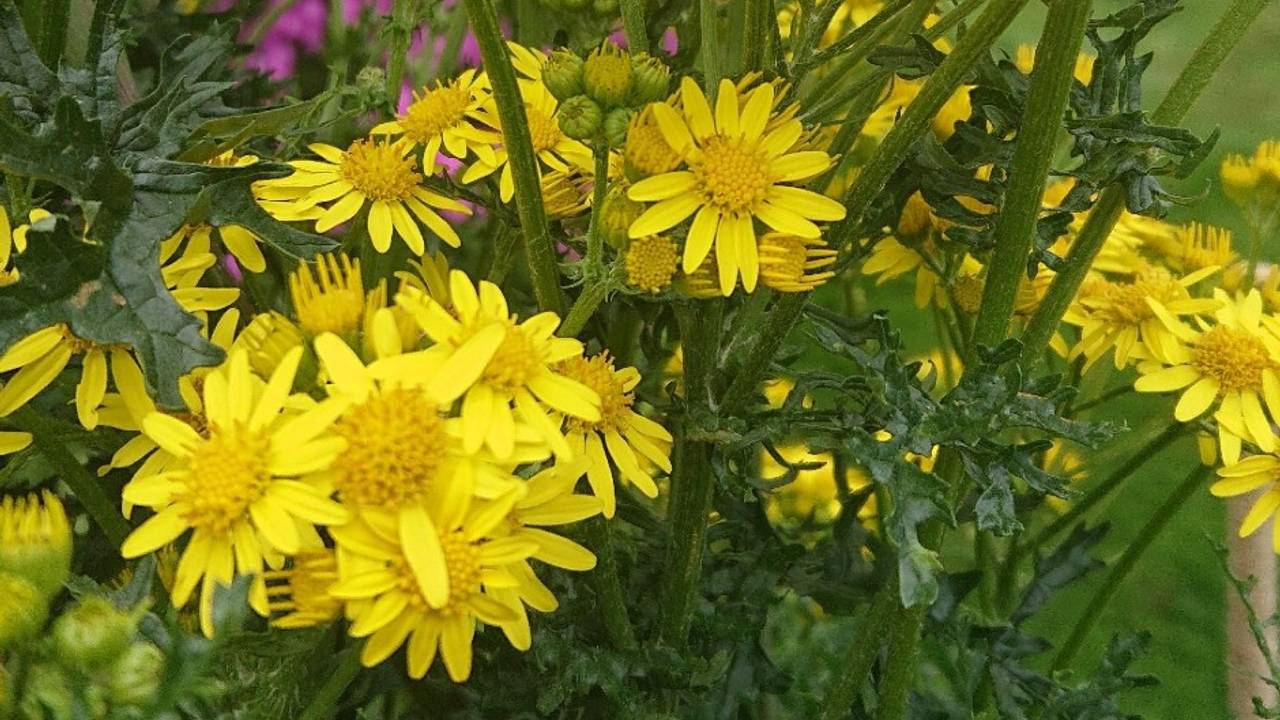 Jacobskruiskruid, een mooie plant die helaas nog teveel wordt vernietigd, foto Lonneke de Gruiter