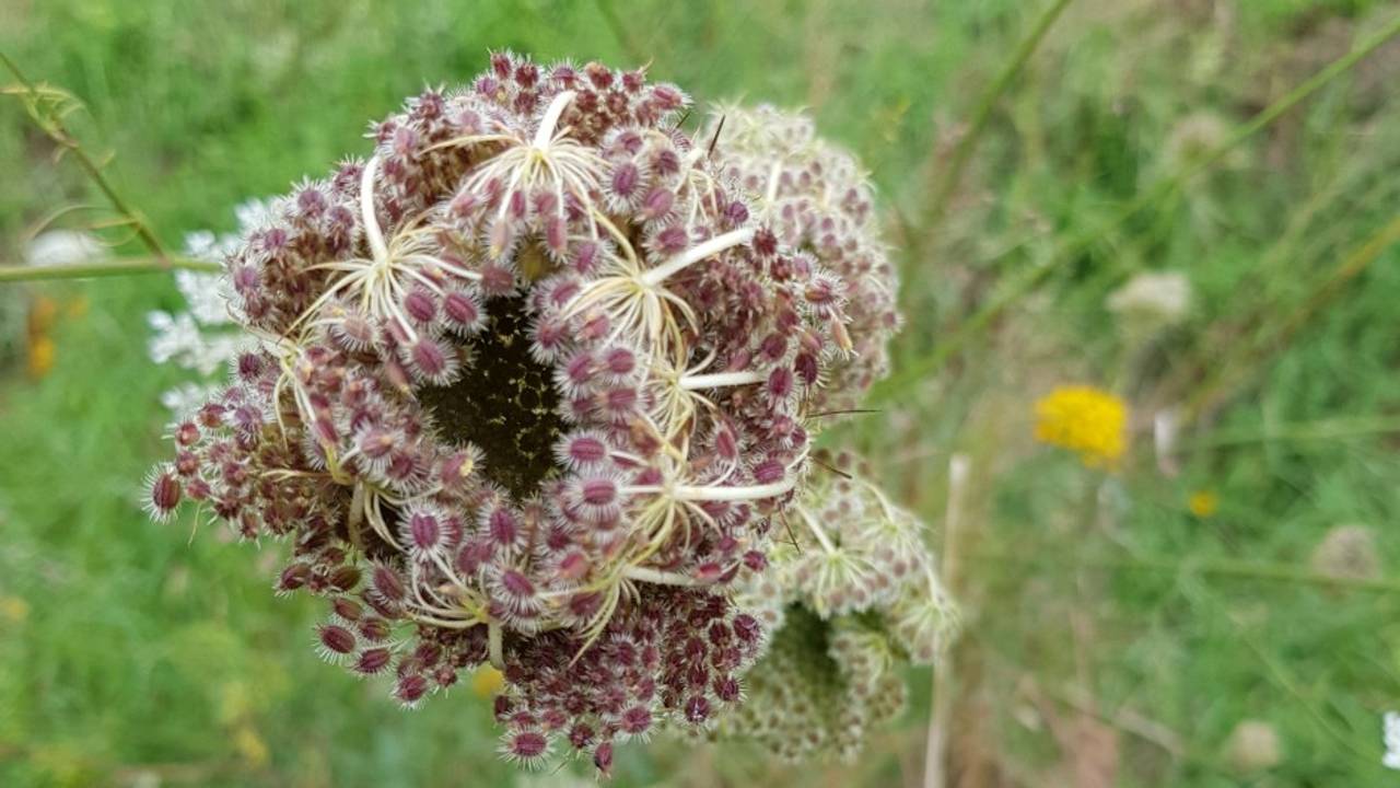 Uitgebloeide schermbloem van een wilde peen. (Foto Martien van den Biggelaar)