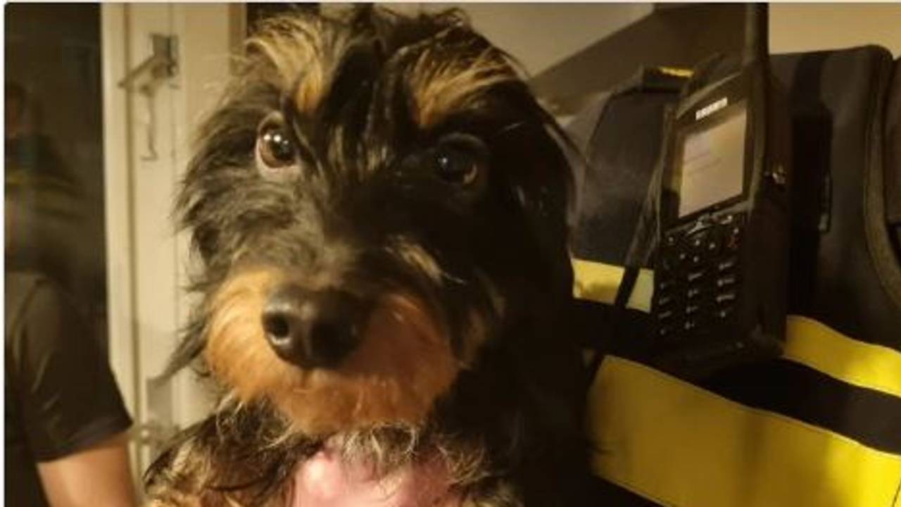 De in Tilburg gevonden hond (foto: Instagram politie Leijdal).