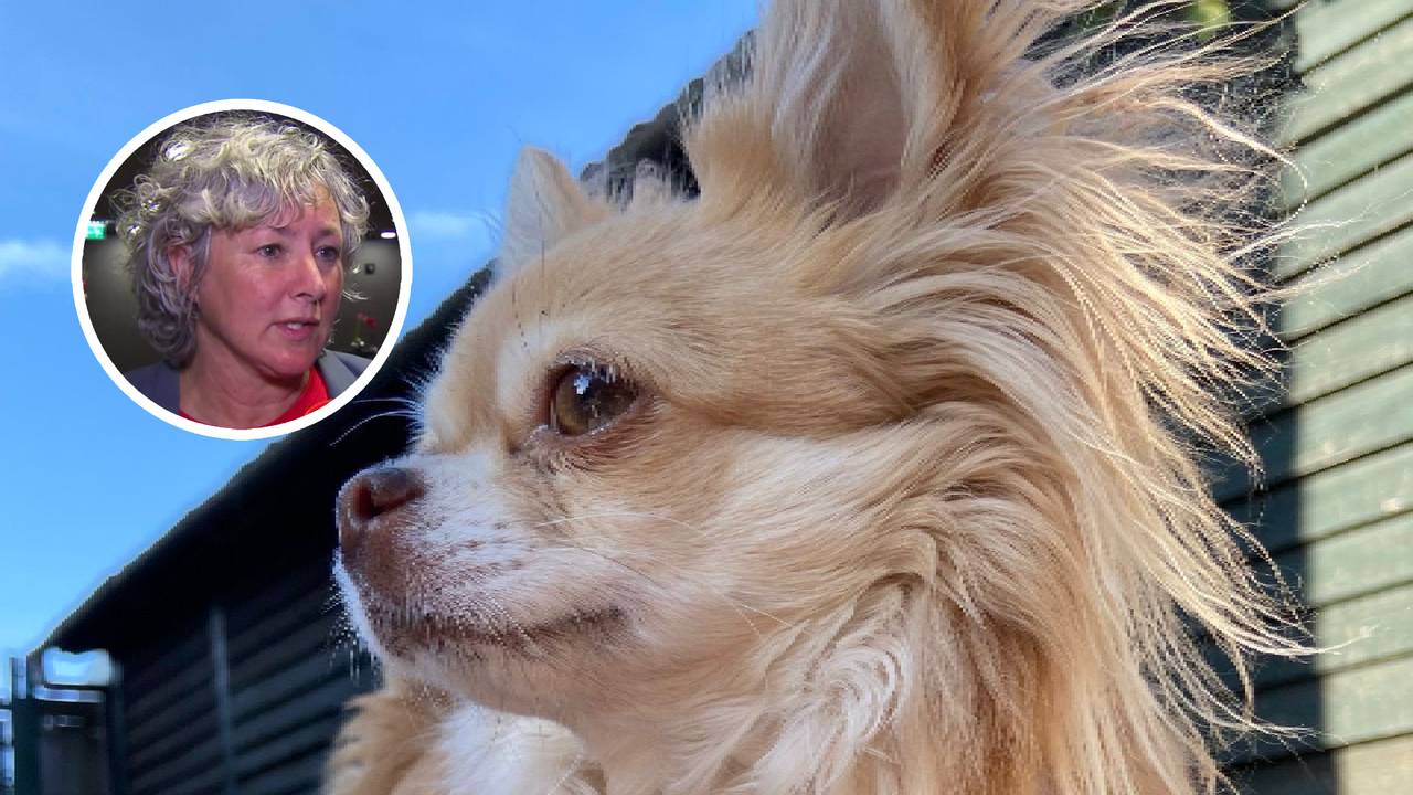 Chihuahua Maya (Nikki Rethmeier in het kader, foto's: privé).