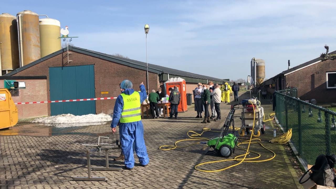 Vogelgriep vastgesteld bij pluimveebedrijf Sint-Oedenrode, drie bedrijven geruimd.