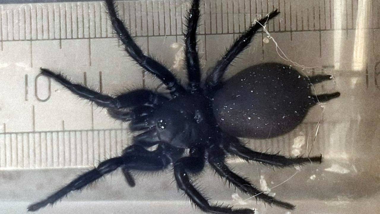 Een stierspin (foto: Naturalis).