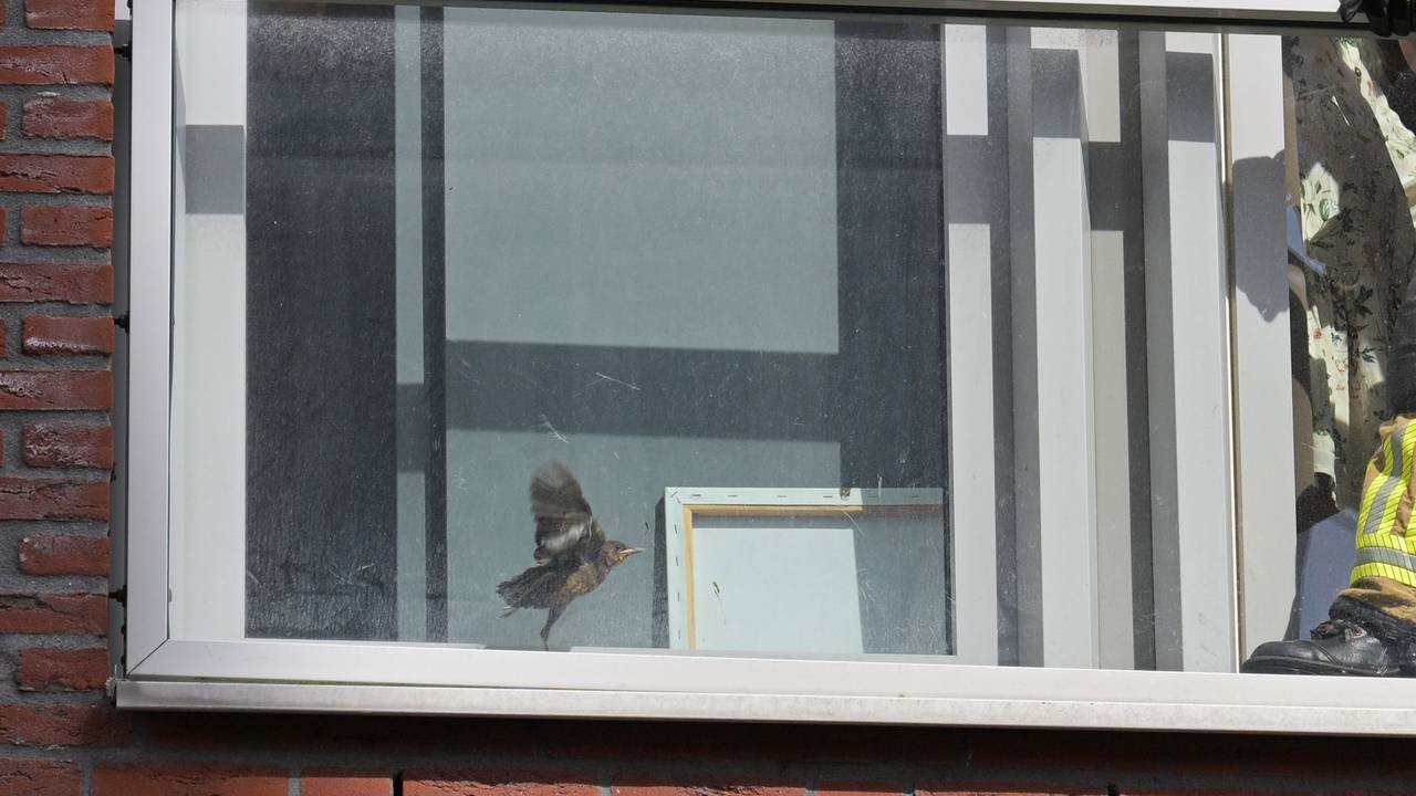 Vogel zit vast tussen twee ruiten (Foto: Tom van der Put/SQ Vision)