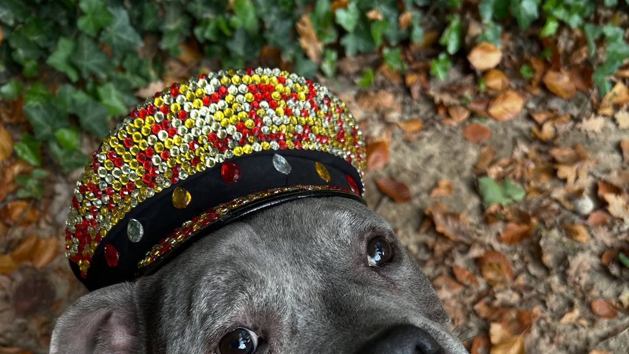 Foto: Instagram Dierentehuis 's-Hertogenbosch .