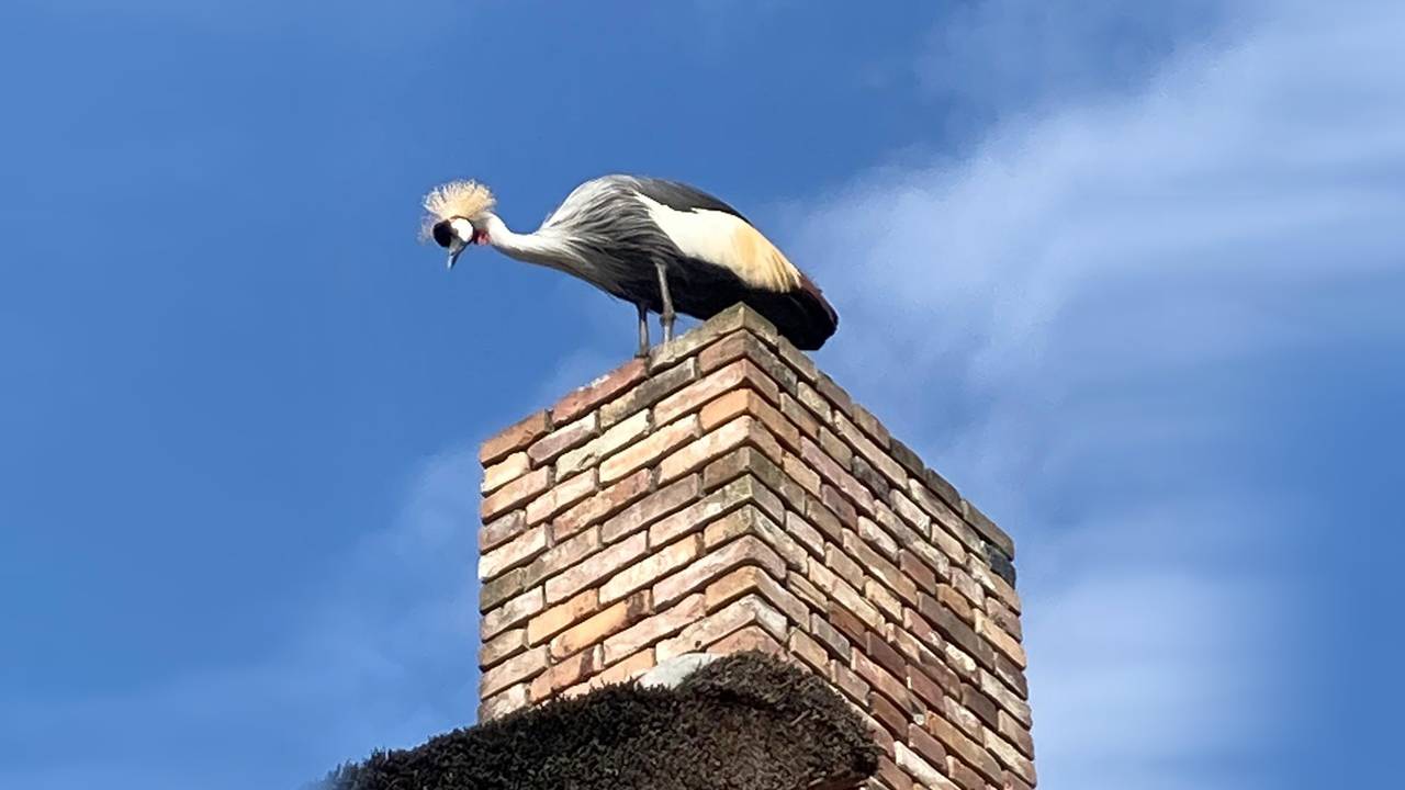 De kraanvogel zat op de schoorsteen bij Marjo 