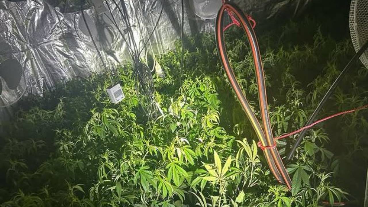 De hennepkwekerij (foto: Politie Veldhoven Waalre).