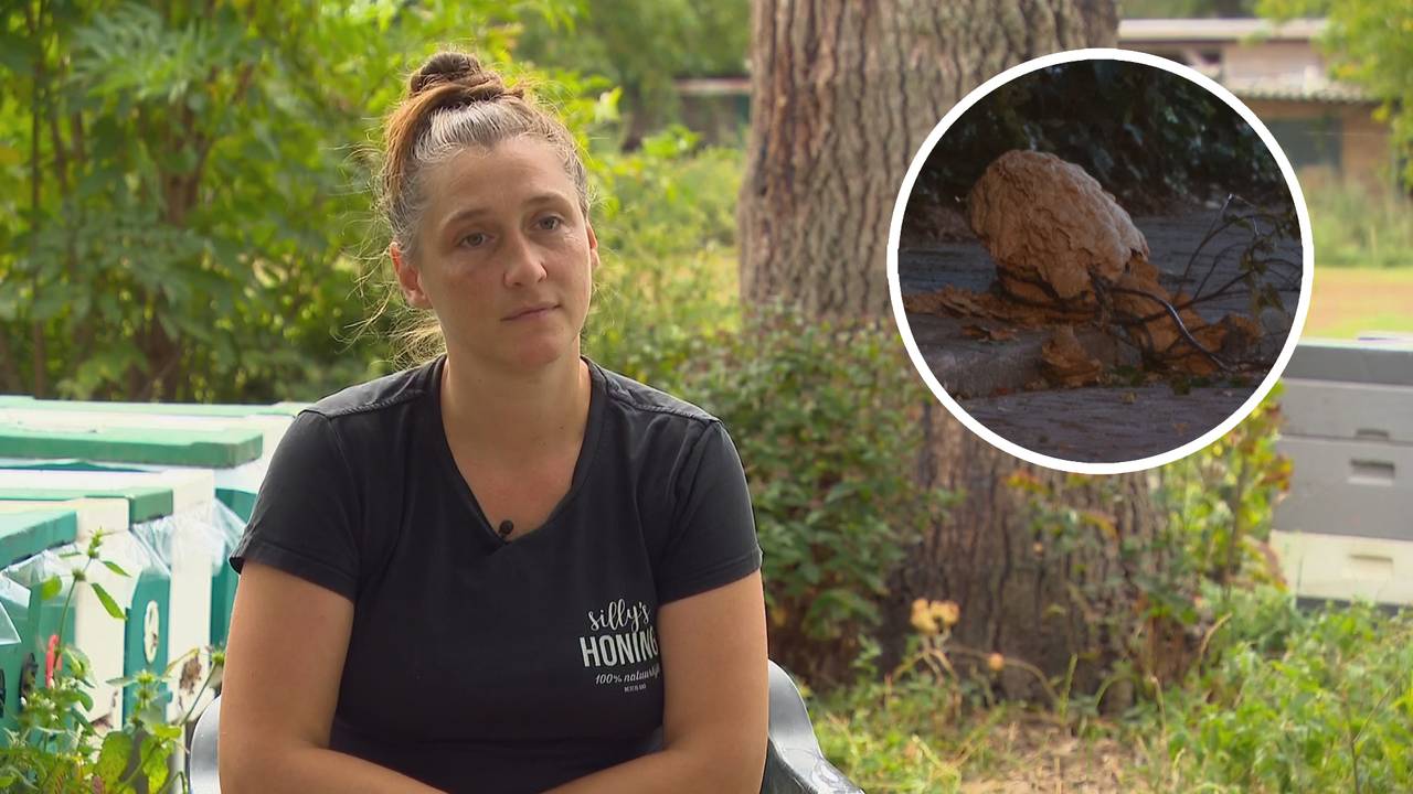 Elphaidis moest dinsdagavond een nest zo groot als een strandbal weghalen (foto: Omroep Brabant en Persbureau Heitink).