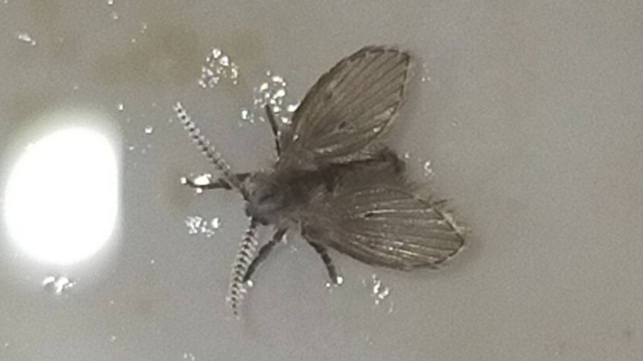 Wc-motmug (foto: Rob Jong).