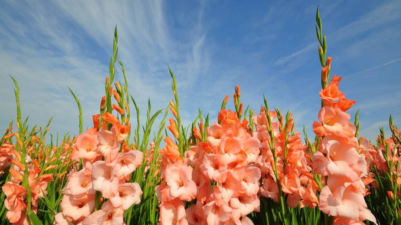 Geniet van deze zonnige zondag, want voorlopig halen we 20 graden niet meer - Vimarsana News