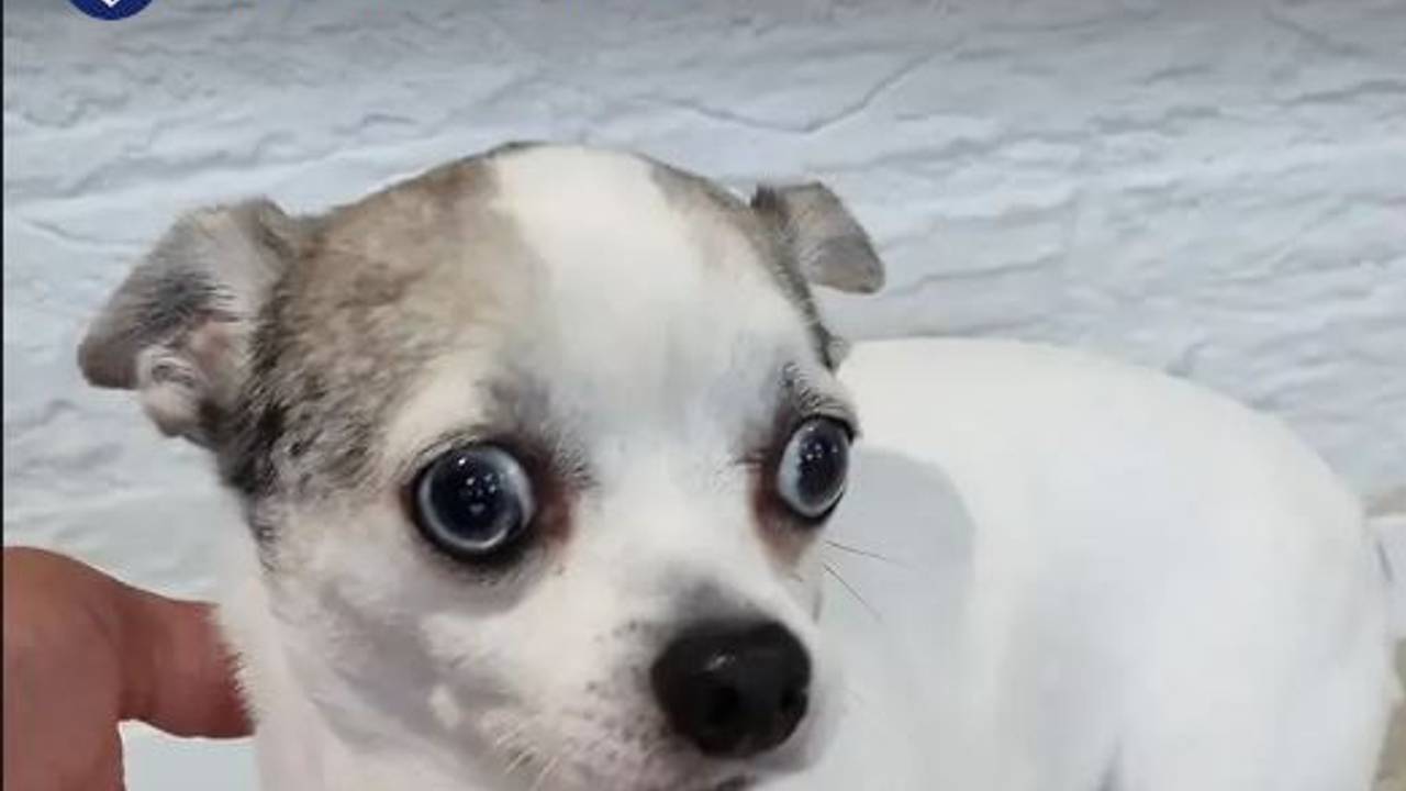 Foto: Instagram wijkagenten Etten-Leur