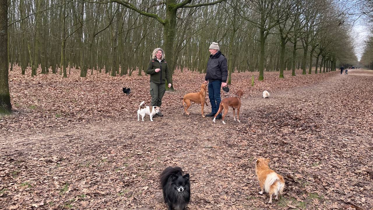 Gezellig druk in Brabantse bossen: 'Shoppen doen we sowieso niet met Kerst'