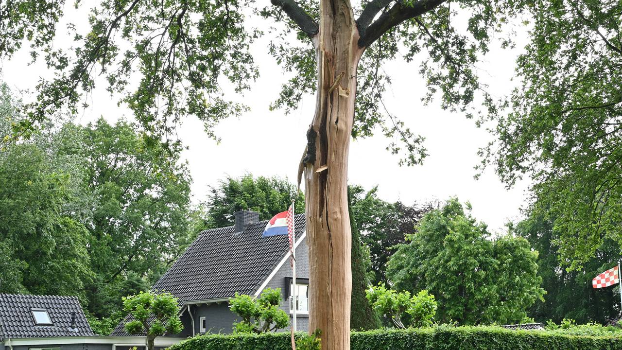 De boom in Rijsbergen die door de bliksem werd ontveld (foto: Perry Roovers/SQ Vision).