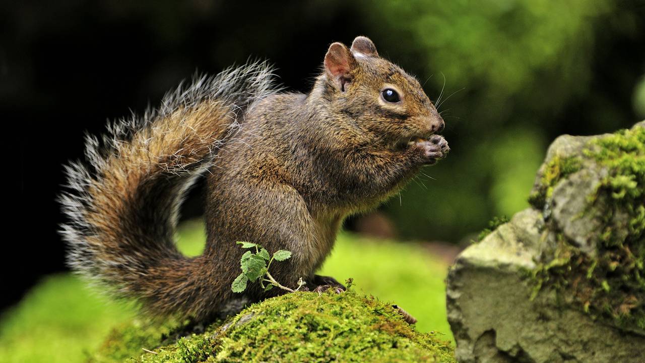 Vergis je niet in de Pallas' eekhoorn (foto: ANP).