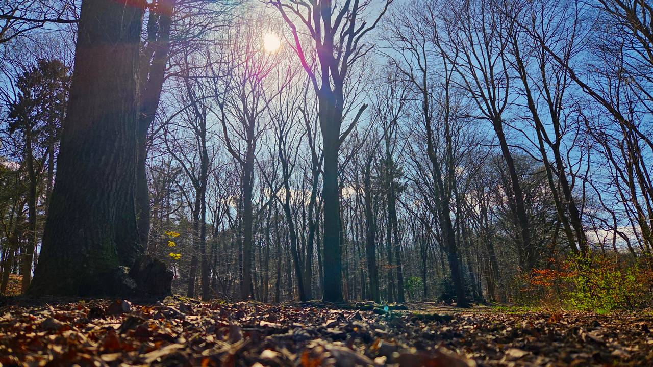 De Loonse en Drunense Duinen op maandag 31 maart 2025 (foto: Noël van Hooft).