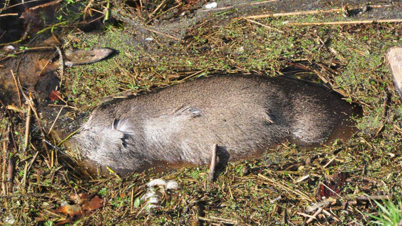 Eén van de vele slachtoffers (foto: archief).