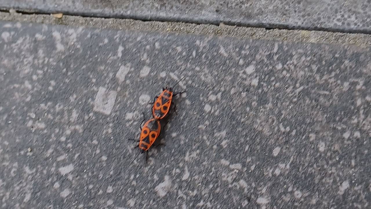 De paring van vuurwantsen (foto: Ria Meeren).