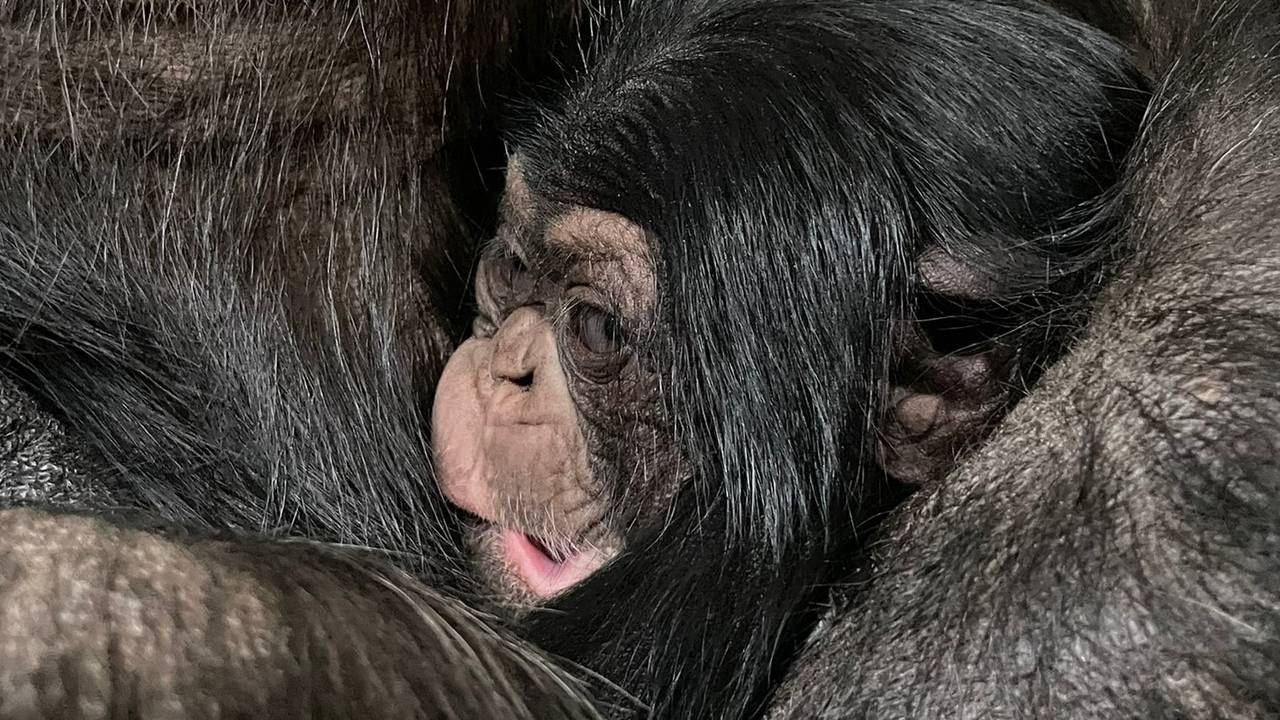 Foto: Dierenrijk Mierlo.