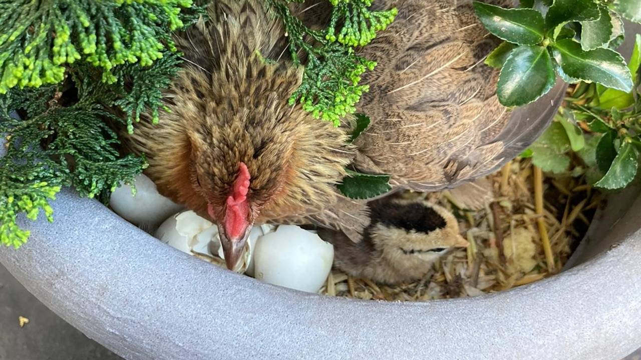 Kip kiest bloempot als broedplek.