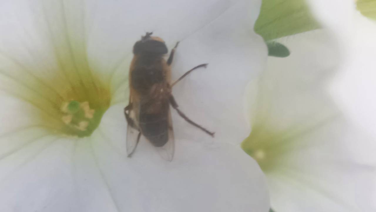 Deze hommelreus zat uren op Annemieks petunia (foto: Annemiek Hulshoff).