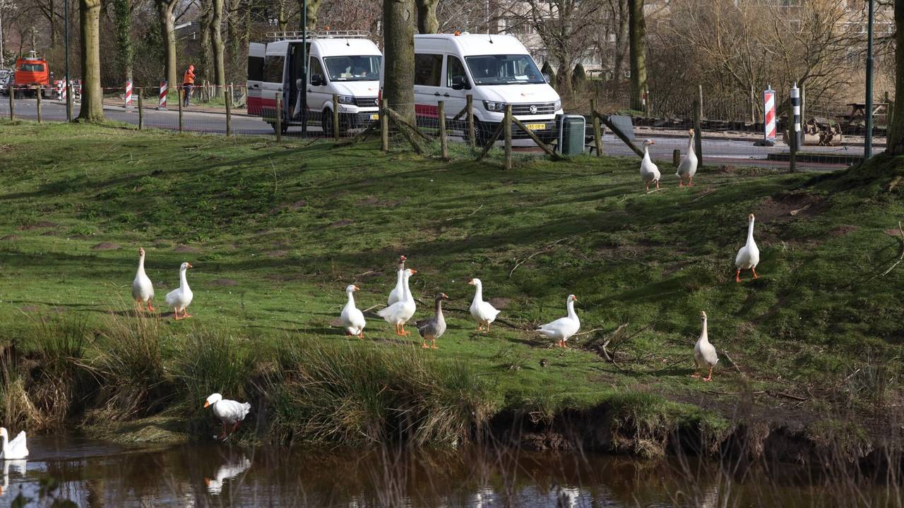 Ganzen lieten zich door de gaslekkage aan de Achterberghseweg in Boxtel niet uit het veld slaan (foto: Sander van Gils/SQ Vision Mediaprodukties).