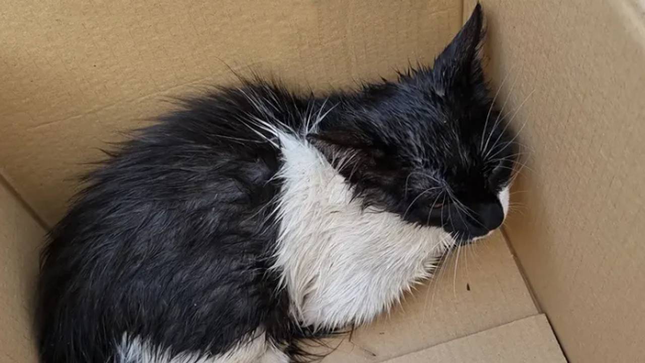 Foto: Politie Den Bosch.