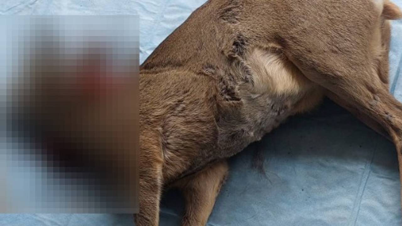 De politie heeft een stroper op heterdaad betrapt (foto: @politie_best_oirschot).