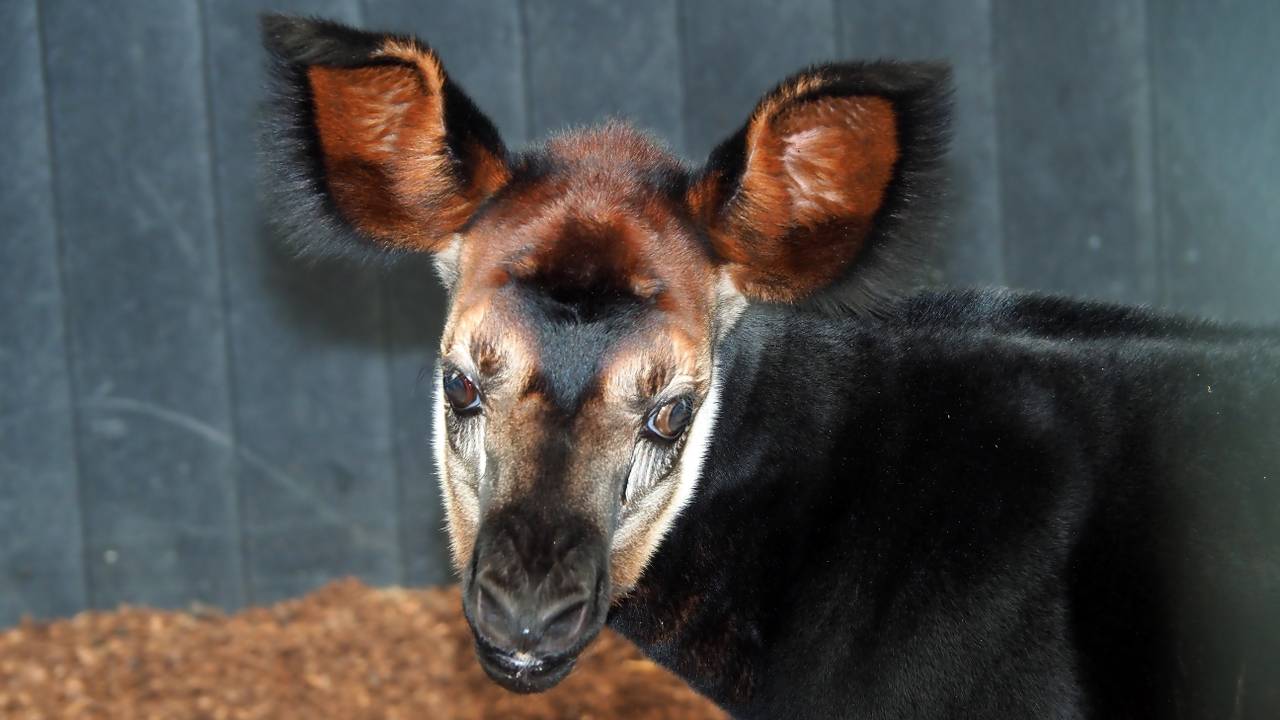 Okapi Guus. (Foto: Safaripark Beekse Bergen)