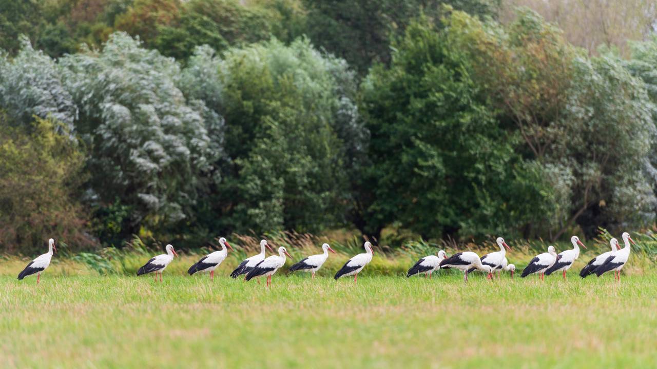 Ooievaars in het Guldenland in Aarle-Rixtel. (foto: Liesbeth van Boxtel Het Fotoatelier)
