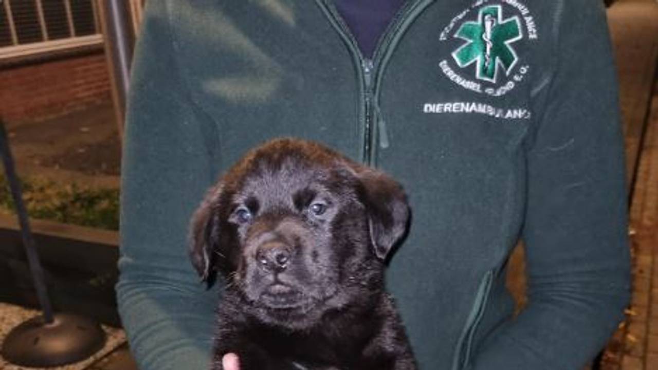 De gevonden puppy (foto: Instagram politie Helmond).