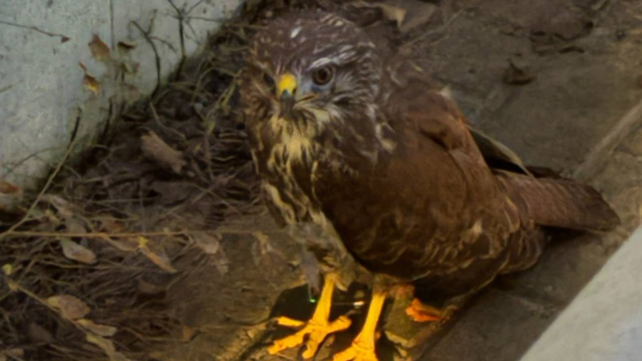 De buizerd (foto: weginspecteur Robert