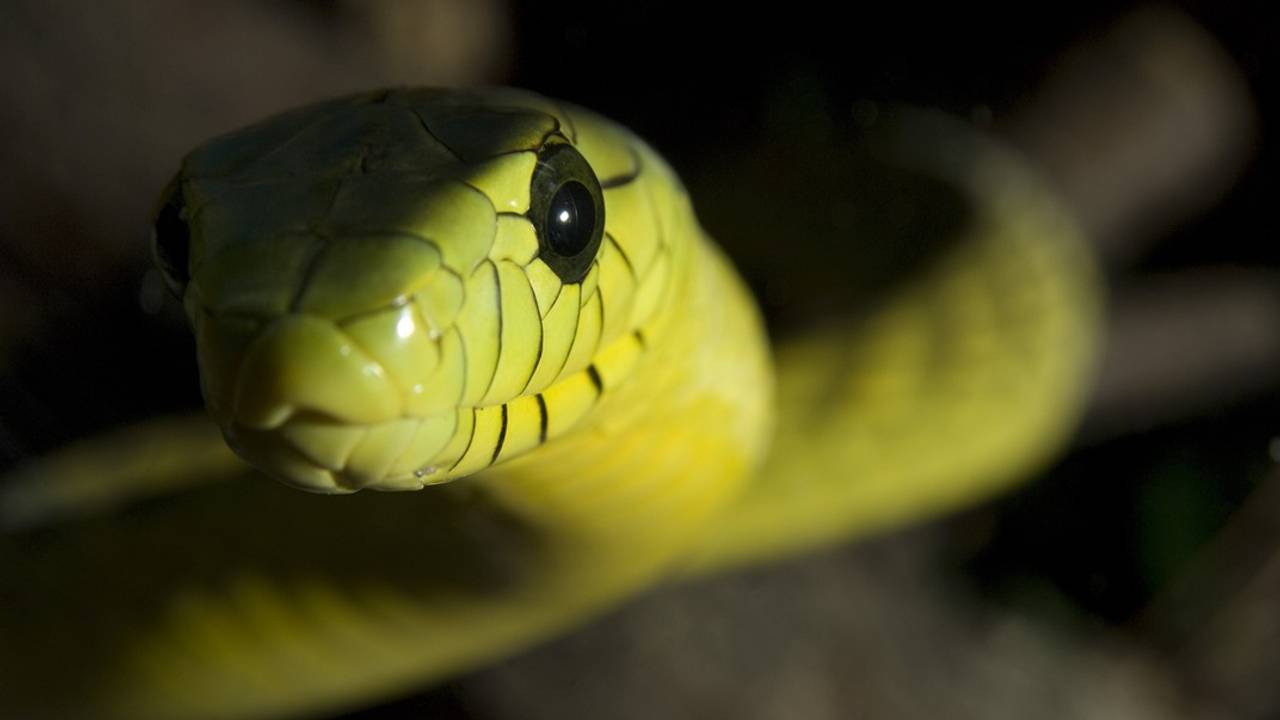 De groene mamba (foto: ANP).