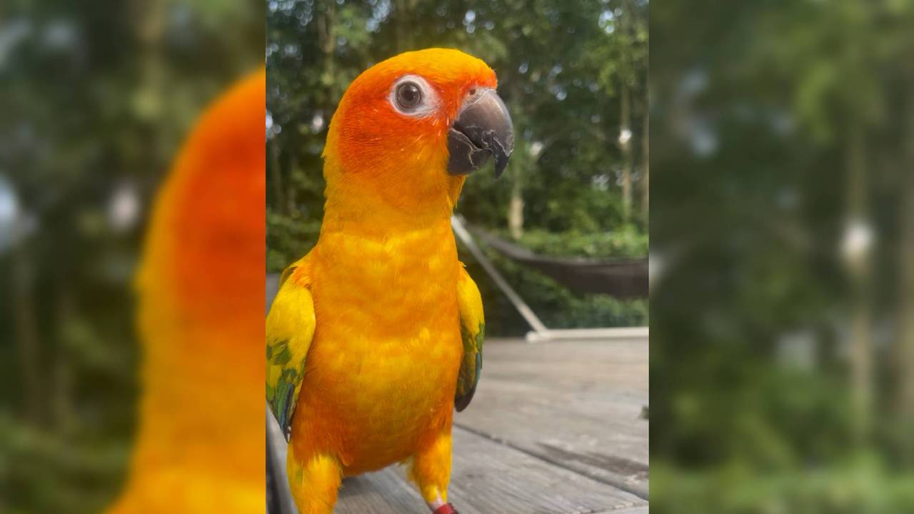 Sunny (Foto: Jacqueline Heeren).