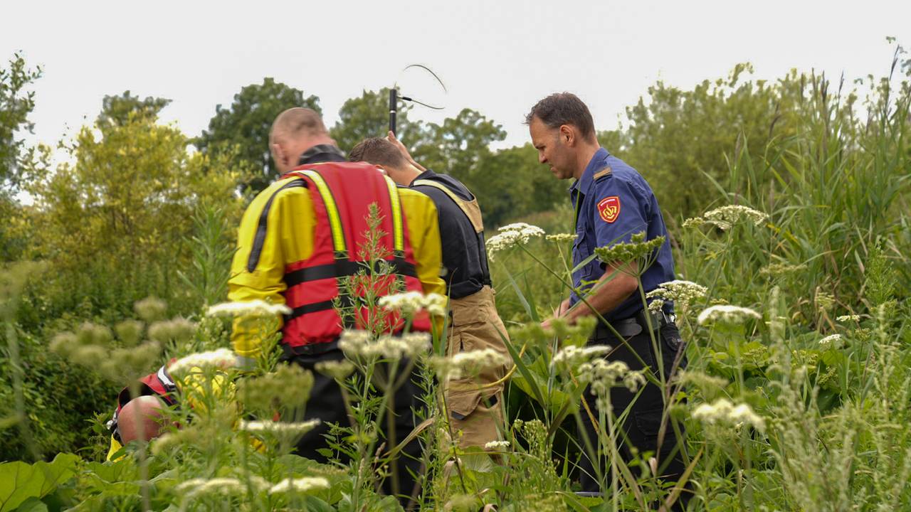 Brandweerlieden kijken toe, terwijl de medewerker van de Dierenambulance zich over het dier ontfermt (foto: Harrie Grijseels/SQ Vision).