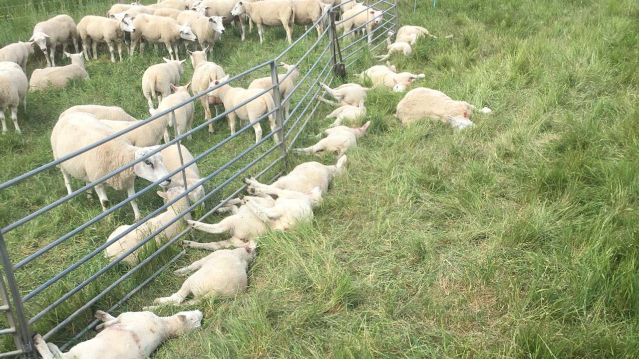 Dode schapen in de polder bij Hedikhuizen.