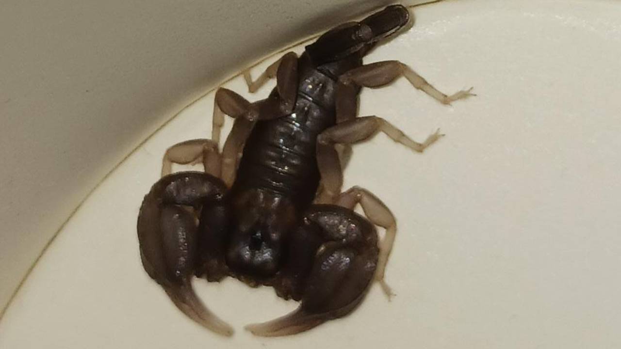 De schorpioen (foto: Hokazo).