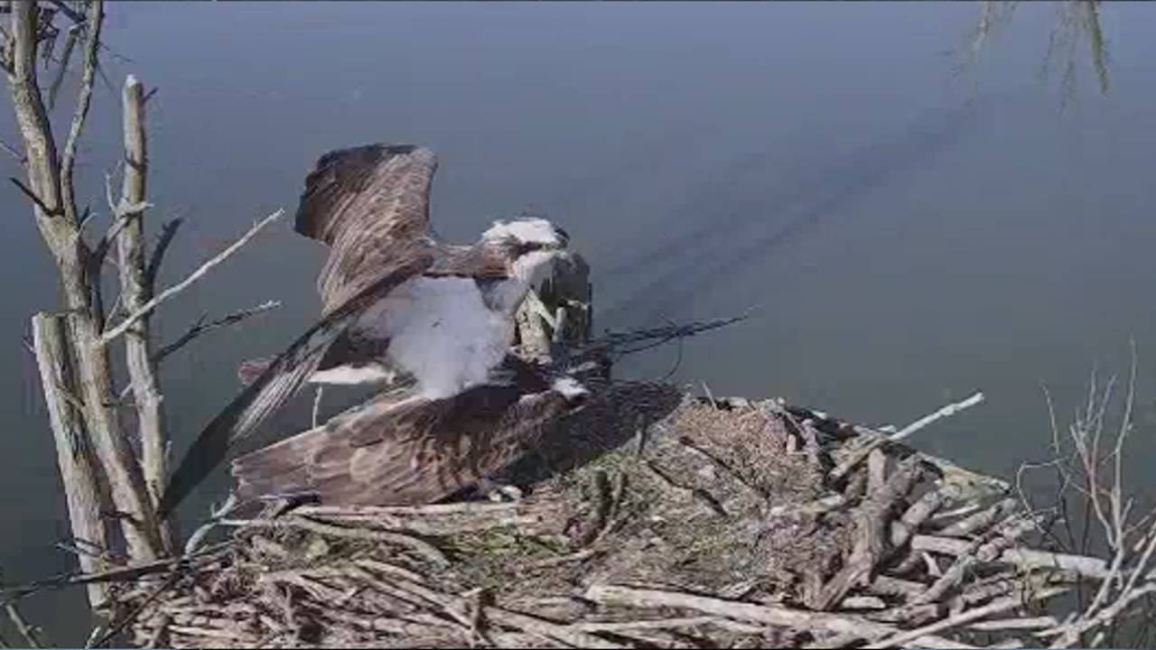 Visarenden doen het op de webcam, boswachter vindt het fantastisch mooi