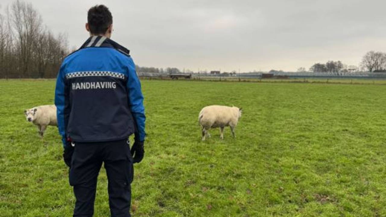 Foto: Instagram handhaving Halderberge