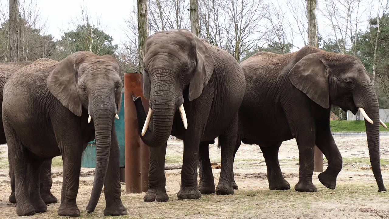 De drie drachtige olifanten Bongi, Pina-Nesse en Punda (foto: Beekse Bergen).