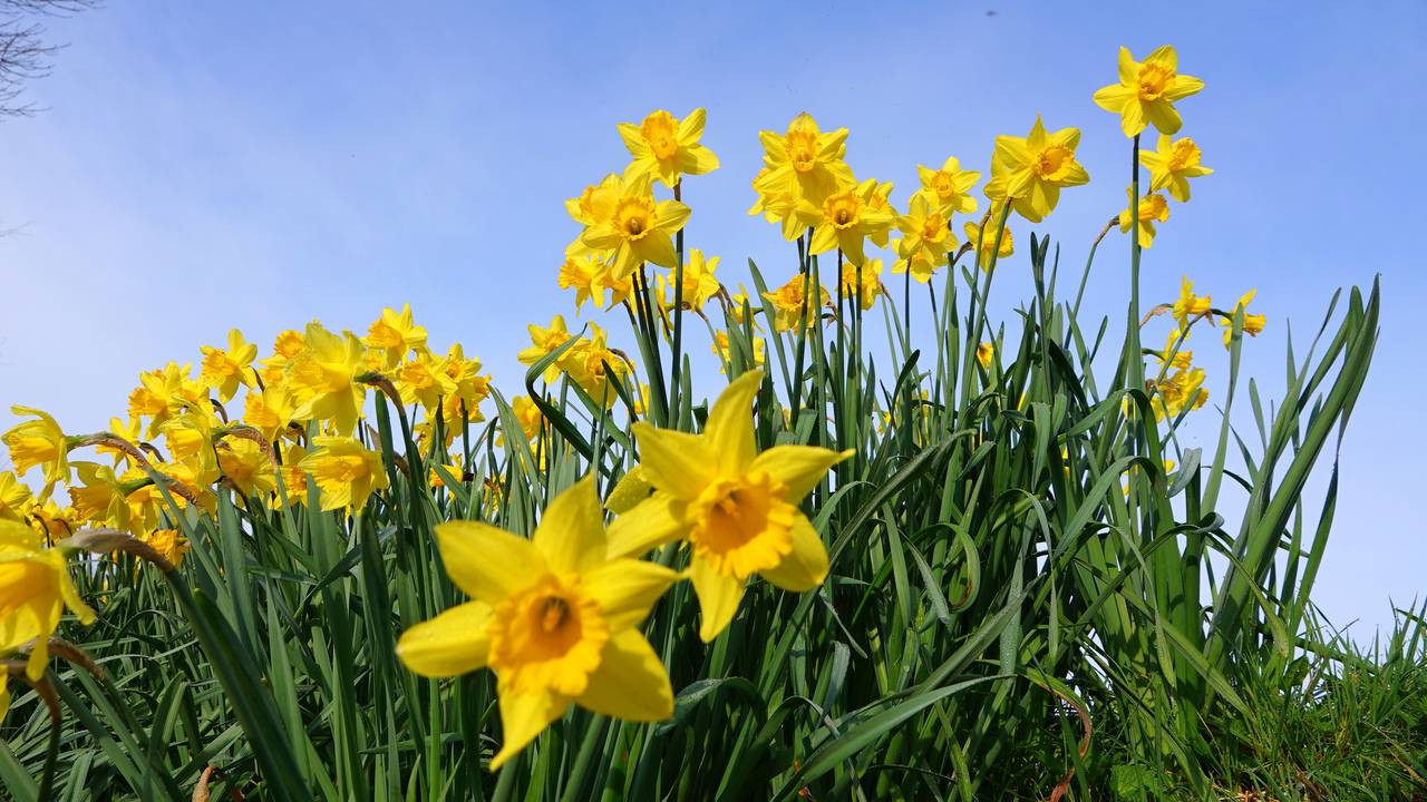 Narcissen geven kleur aan het landschap in Budel (foto: Ben Saanen).